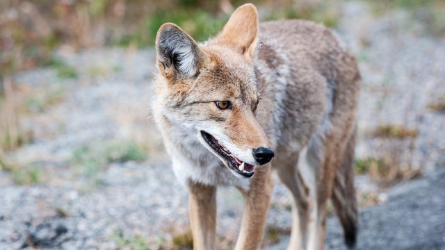 Coyote in Yellowstone National Park 