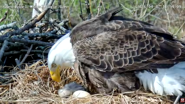 glen-hays-eaglet.png 