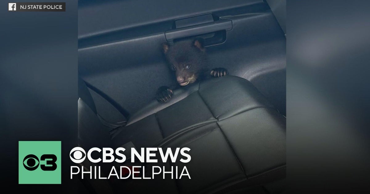 New Jersey State Police rescue abandoned bear cub on I-78