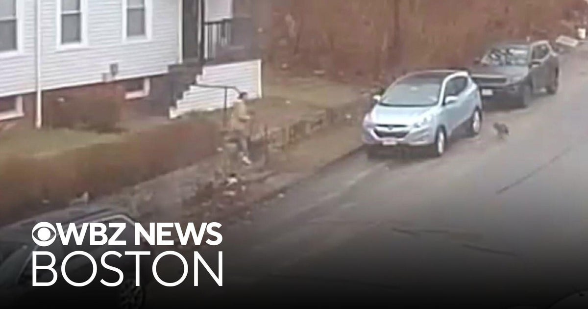 Woman attacked by potentially rabid fox in Massachusetts - CBS Boston