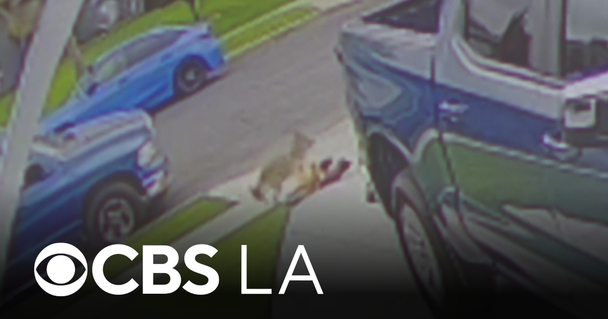 Coyote connected to two Los Angeles County attacks euthanized by wildlife officials