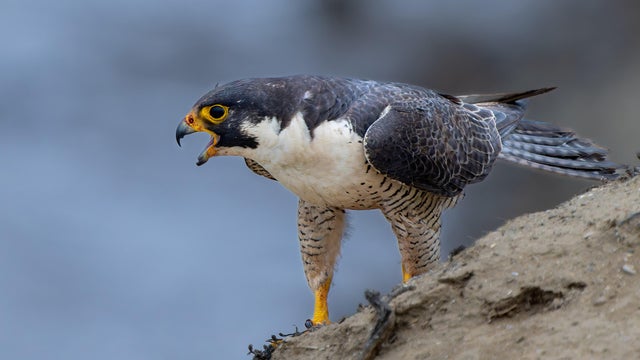 Peregrine Falcon 