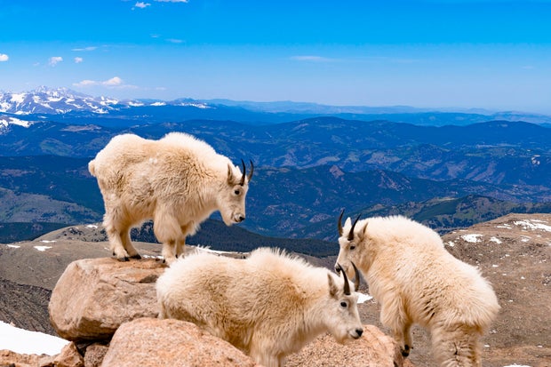 Mountain Goats Of Mount Evans 