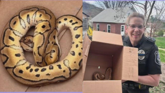 python-snake-uber-pennsylvania.jpg 