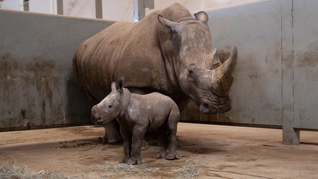 kdka the wilds rhino 