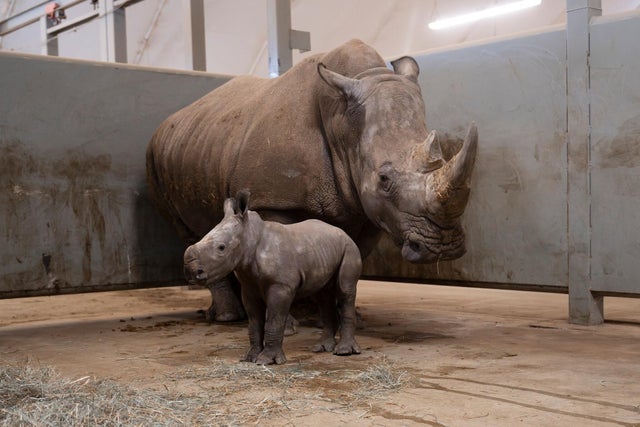 Southern white rhino calf born at Ohio zoo for 2nd time this year