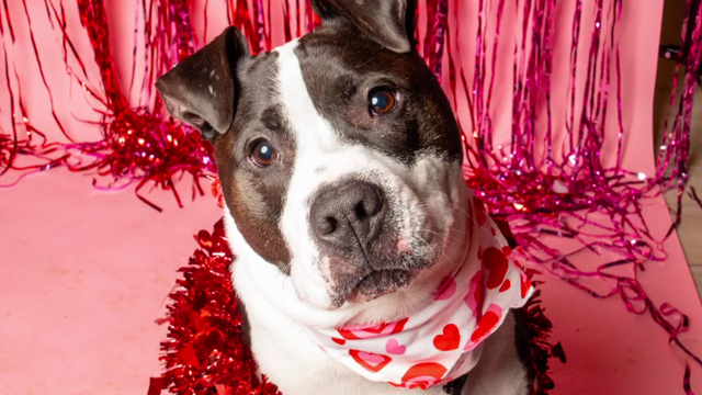 Baltimore Shelter Dog Peaches 