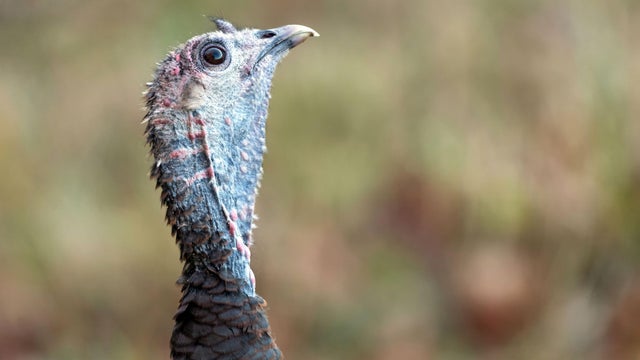 Close-up of a Wild Turkeys head and neck in natural habitat, looking up 