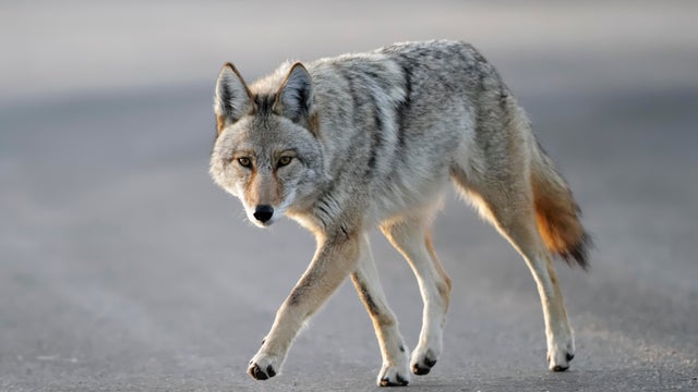 Coyote walking close 