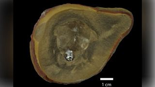 Britain-Fossil Mystery 