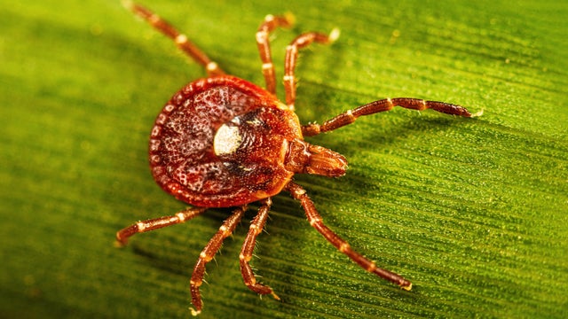 Adult Female Lone Star Tick 