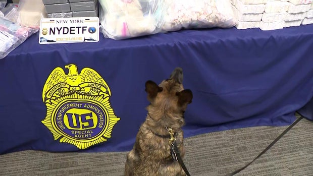 narcotics detection dog 