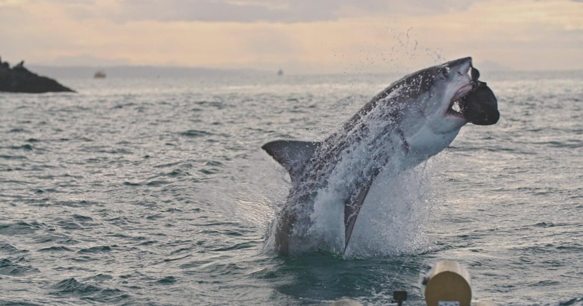 What Happened to the Great White Sharks? | Sunday on 60 Minutes