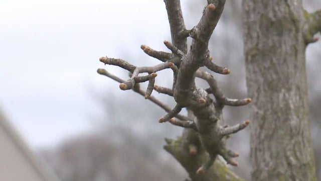 "Moon tree" in Ferndale 