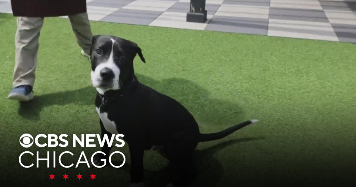 PAWS Chicago Pet of the Week: 5-month-old Cacio - CBS Chicago