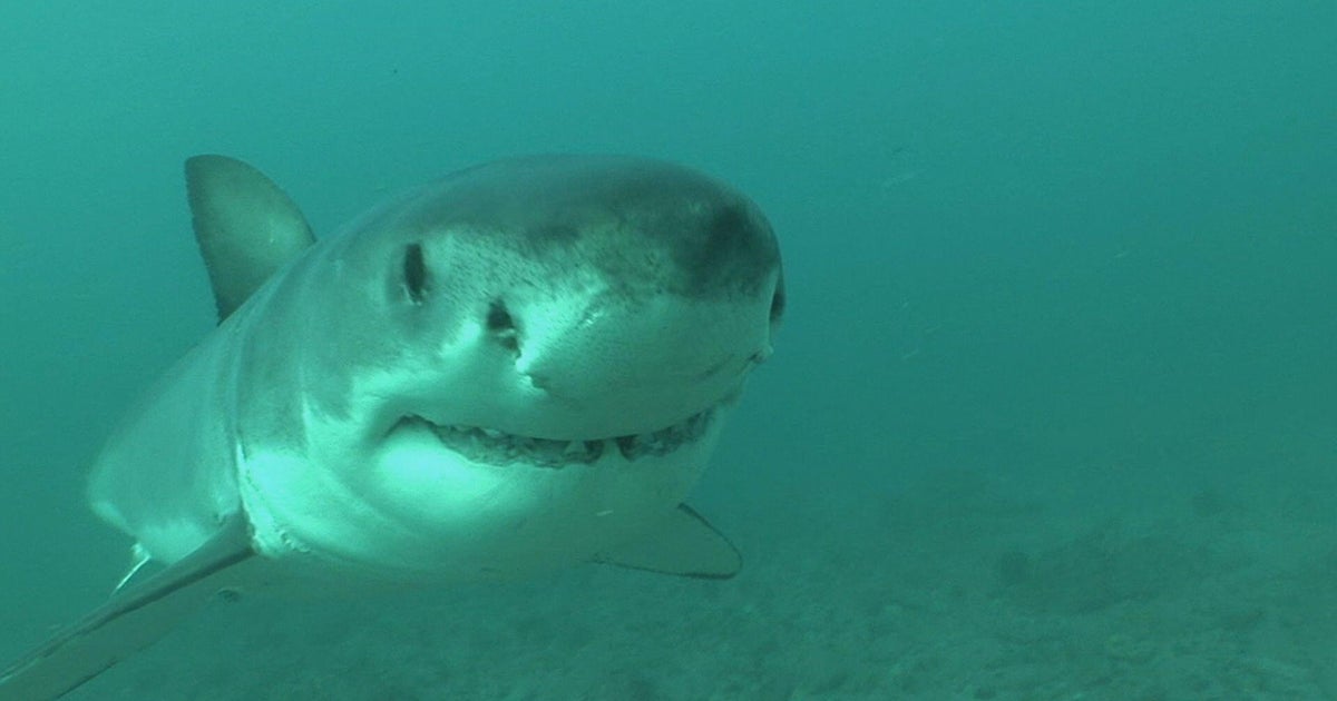 This was a great white shark hotspot. Then they mysteriously vanished | 60 Minutes