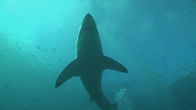 Great white shark 