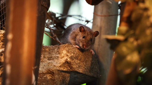 US-SCIENCE-NATURE-RATS 