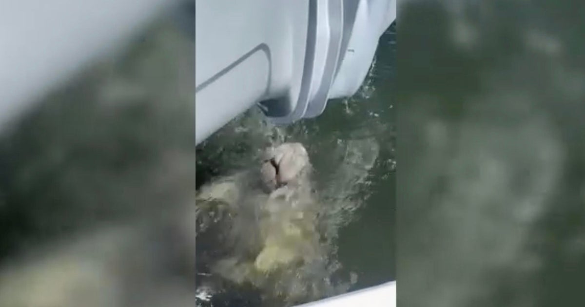 Video shows Florida manatee making unexpected pit stop at police boat to quench thirst