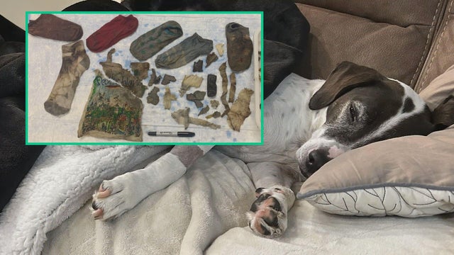 dog-ate-socks-what-to-do-veterinarian.jpg 