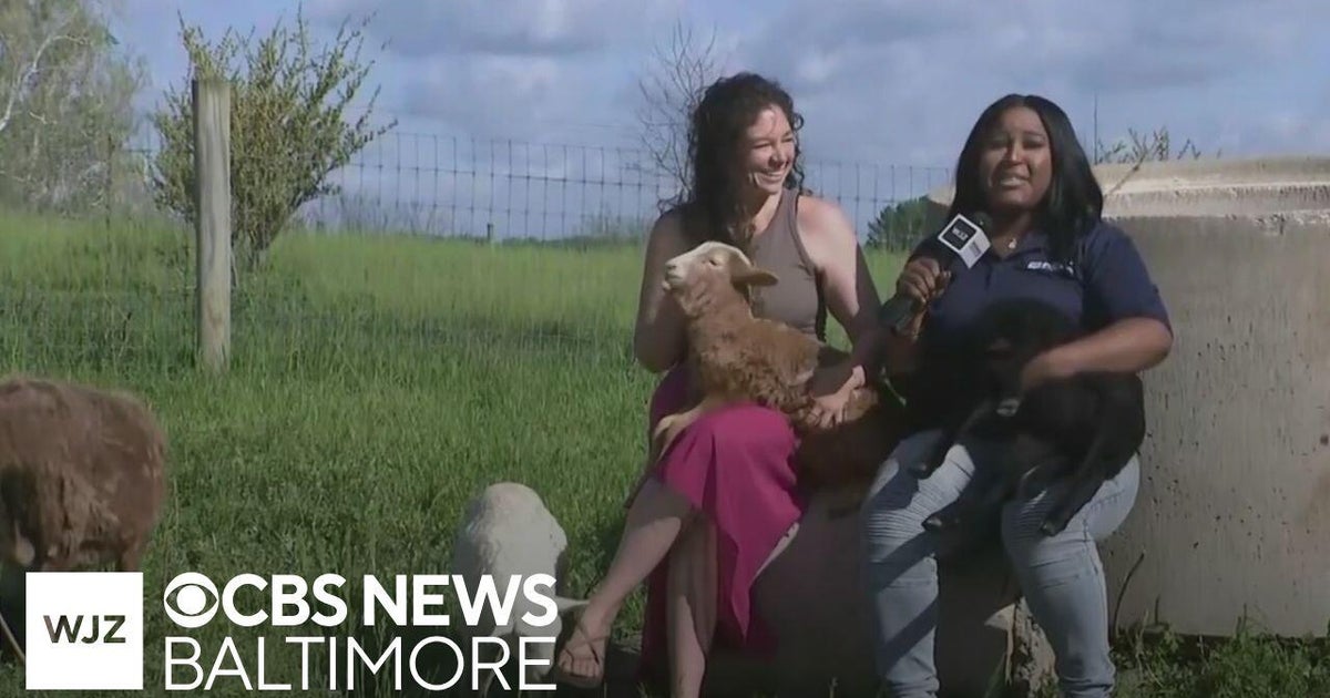 Around Town: Mary’s Land Farm offers lamb cuddling in Maryland