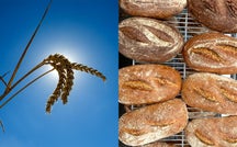 Breeding a better bread 