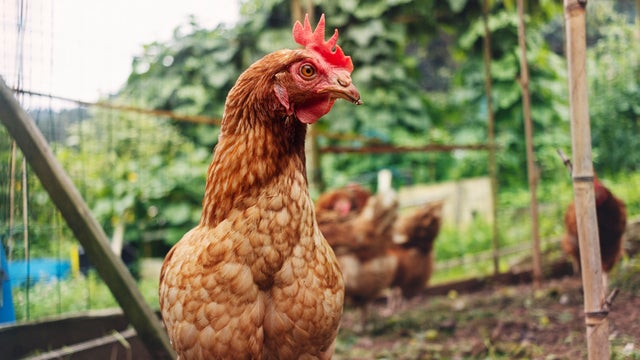 Closeup of the face and neck of a free-range hen 