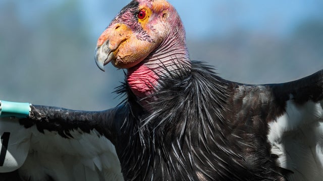 topa-topa-male-california-condor-present-day-photo-by-jamie-pham-photo-courtesy-of-l-a-zoo.jpg 