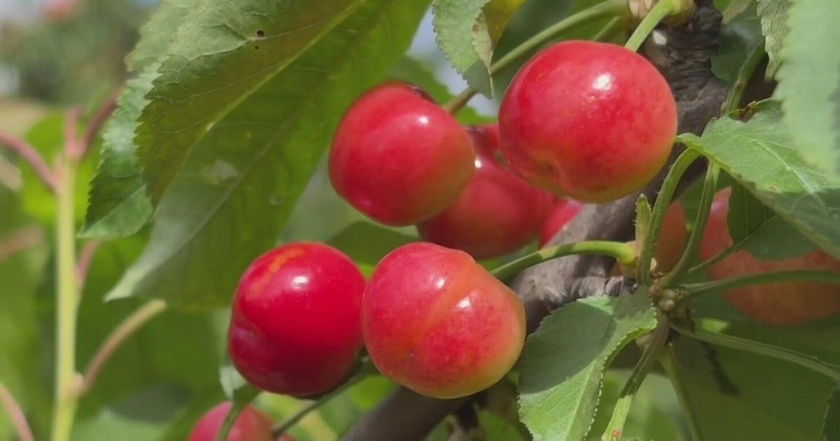 Central Valley cherry farmers watch storm, fear damage to early harvest