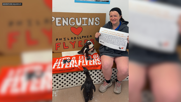 Adventure Aquarium penguins rooting for the Philadelphia Flyers 