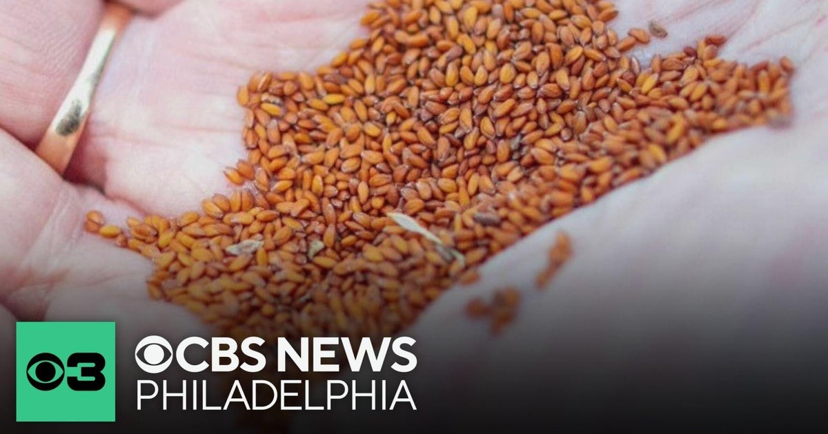 Delaware Department of Agriculture asks residents to keep eye out for mystery seeds in mail