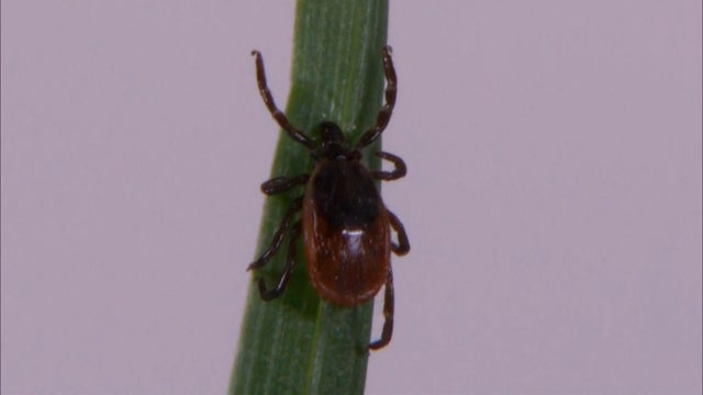 ticks2.jpg 