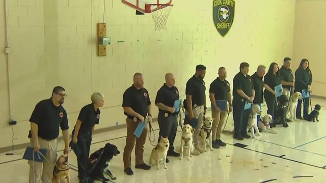 Tails of Redemption dogs 