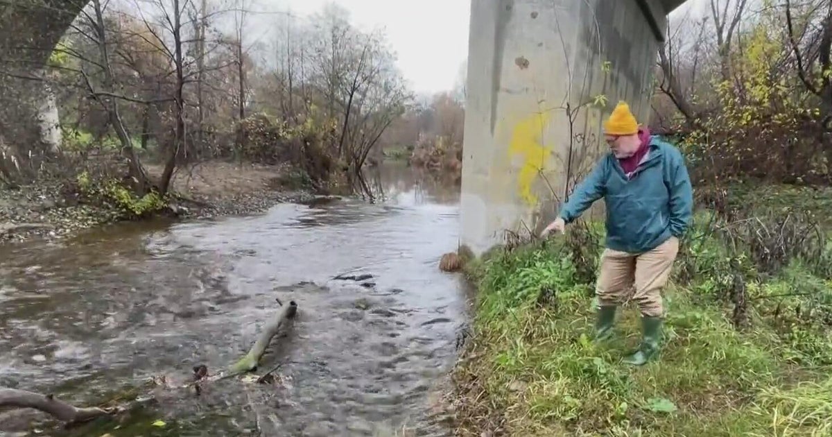 Redding salmon habitat restoration has ptoven to be a major success