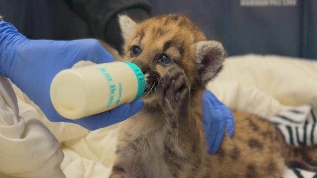 a mountain lion cub being bottle fed milk 