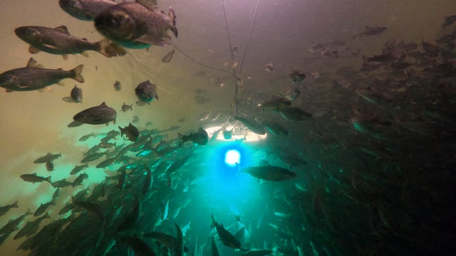 Protein Problem Fish Farms 