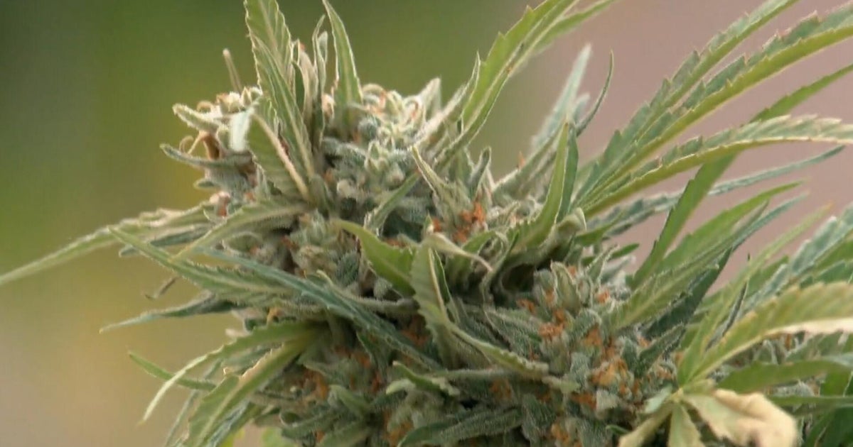 Government recategorizes marijuana to a lower drug classification