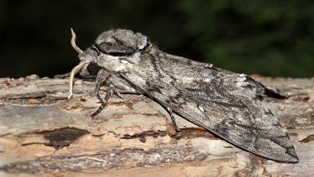 Wild camouflaged waved sphinx moth tree bark Littleton Colorado 