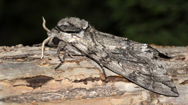 Wild camouflaged waved sphinx moth tree bark Littleton Colorado 