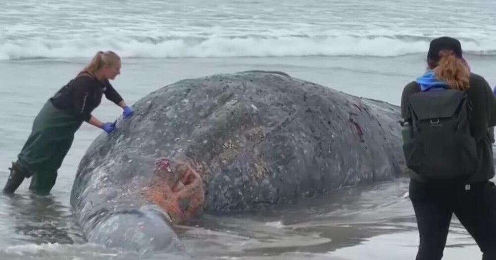 Gray whale deaths in San Francisco Bay being studied by researchers