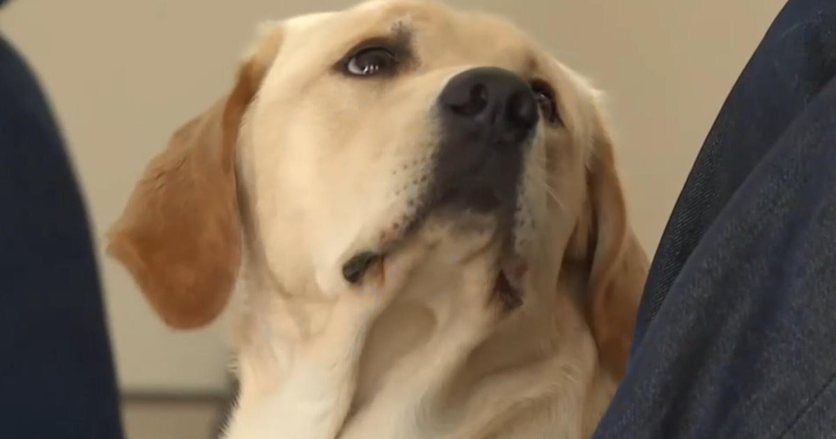 California prisons task inmates with raising service dogs as form of rehabilitation