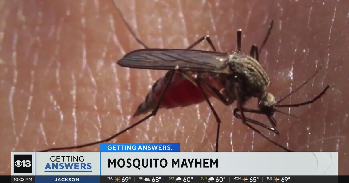 Warm winter, recent rain could fuel surge in California mosquito season