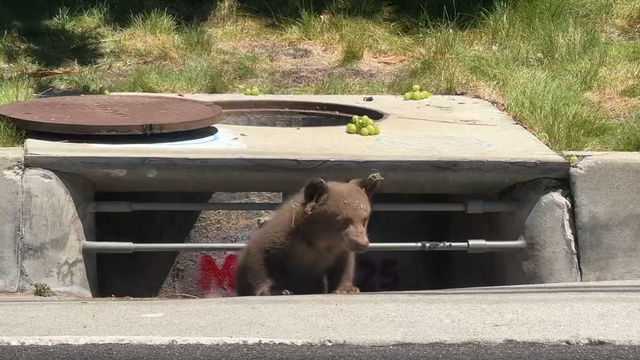 monrovia-bear-stuck.png 