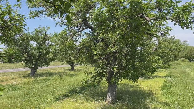 Lingering drought threatens top New Jersey crops, raising fears of higher prices and shortages 