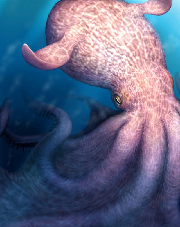 An artist's reconstruction of a finned octopus of the species Nanaimoteuthis haggarti 