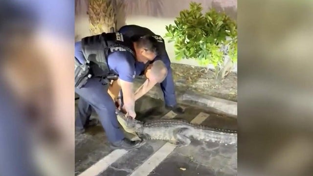 cbsmiami-palm-beach-alligator-1.jpg 