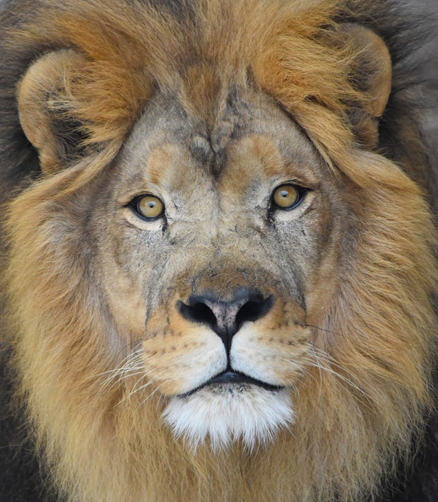 mumford-como-zoo-lion-euthanized.jpg 