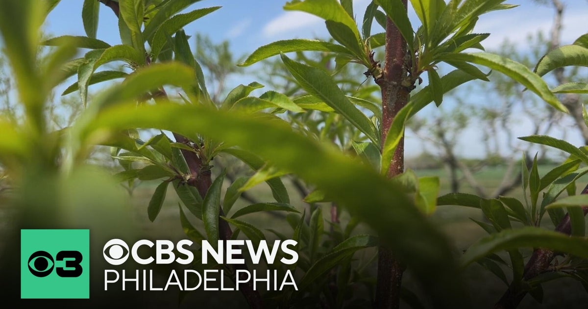 New Jersey drought damaging top crops: "The peaches are hurt pretty bad"