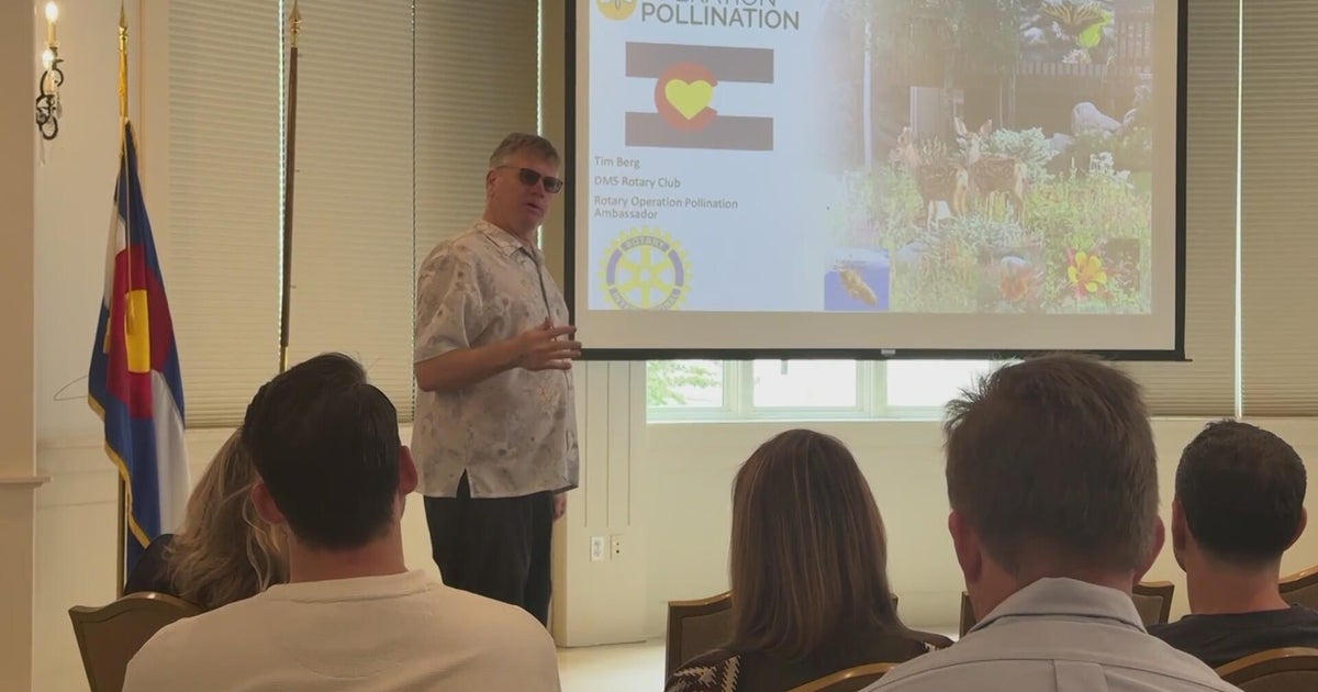 Denver group works to protect pollinators in Colorado - CBS Colorado