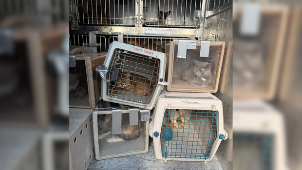 Cats and dogs rescued by the PSPCA from a home in Lancaster County, Pennsylvania 